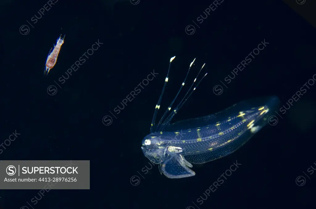 Tonguefish (Cynoglossus sp) larva with erect fins and Copepod (Copepoda Subclass), Blackwater night dive, Seraya, Karangasem, Bali, Indonesia
