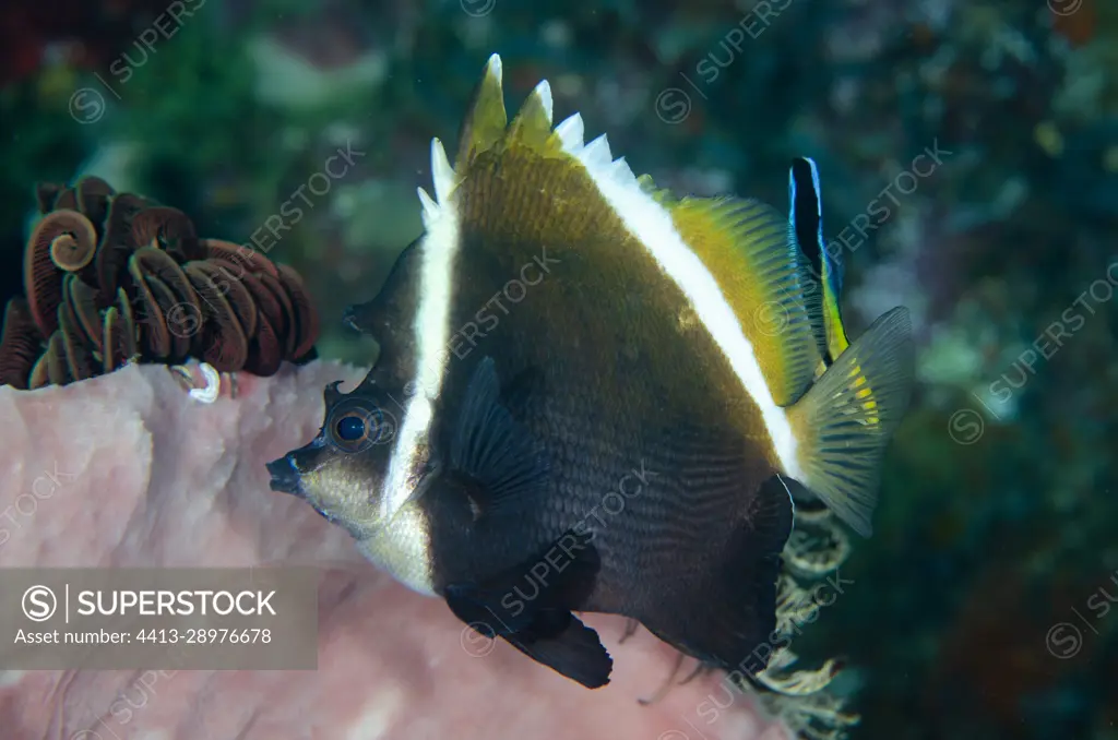 Humphead Bannerfish (Heniochus varius), being cleaned by a Bluestreak Cleaner Wrasse (Labroides dimidiatus), Gili Tepekong dive site, Candidasa, Bali, Indonesia