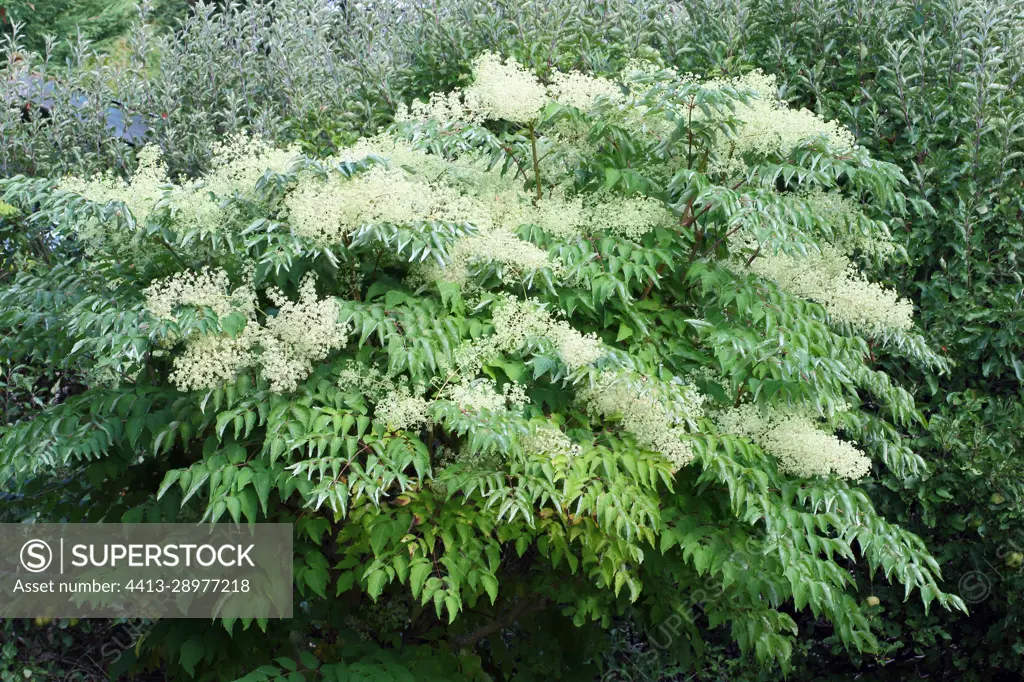 Japanese Angelica tree (Aralia elata) in summer bloom in a garden, Finistere, Brittany, France