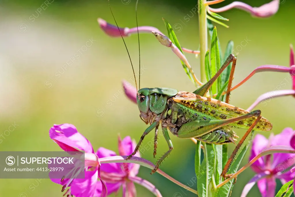 Locust stalking on an Euphorbia