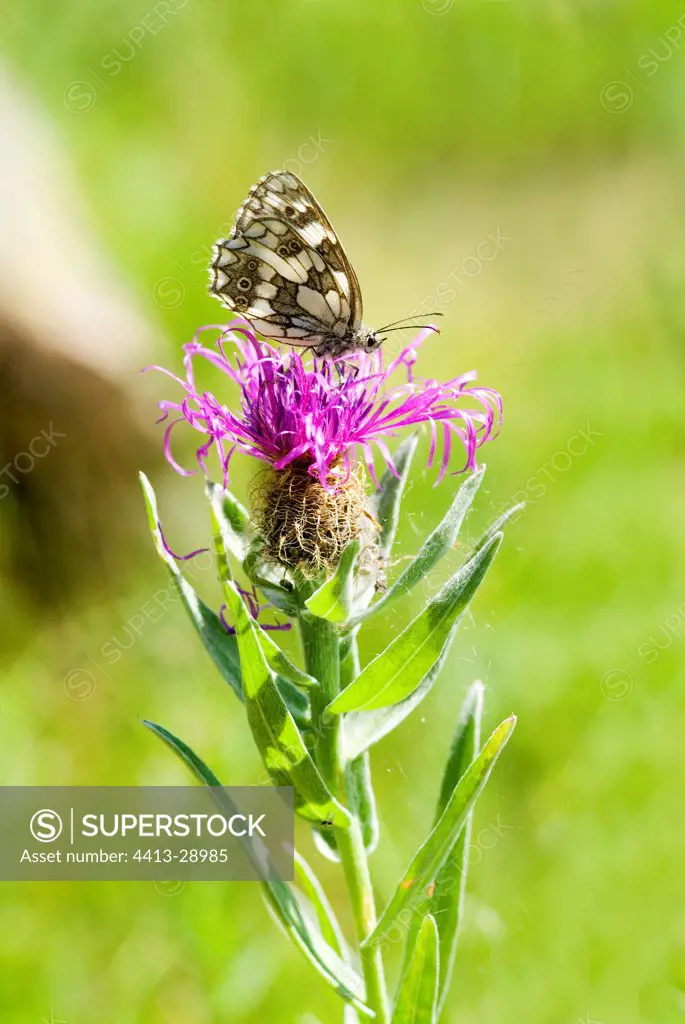 Marbled white butterfly gathering nectar on a flower