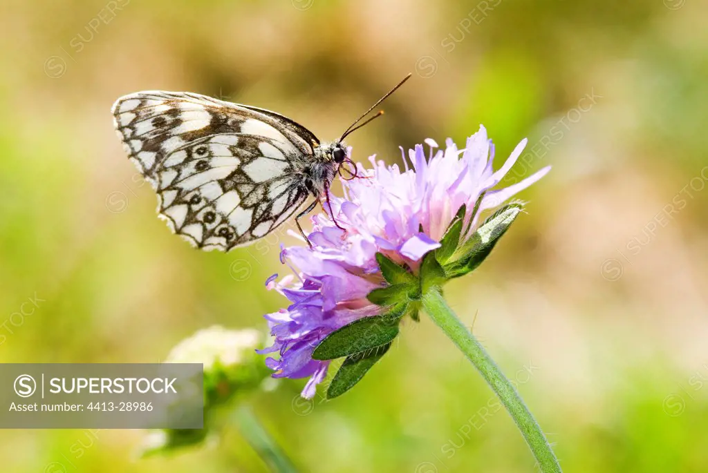 Marbled white butterfly gathering nectar on a flower