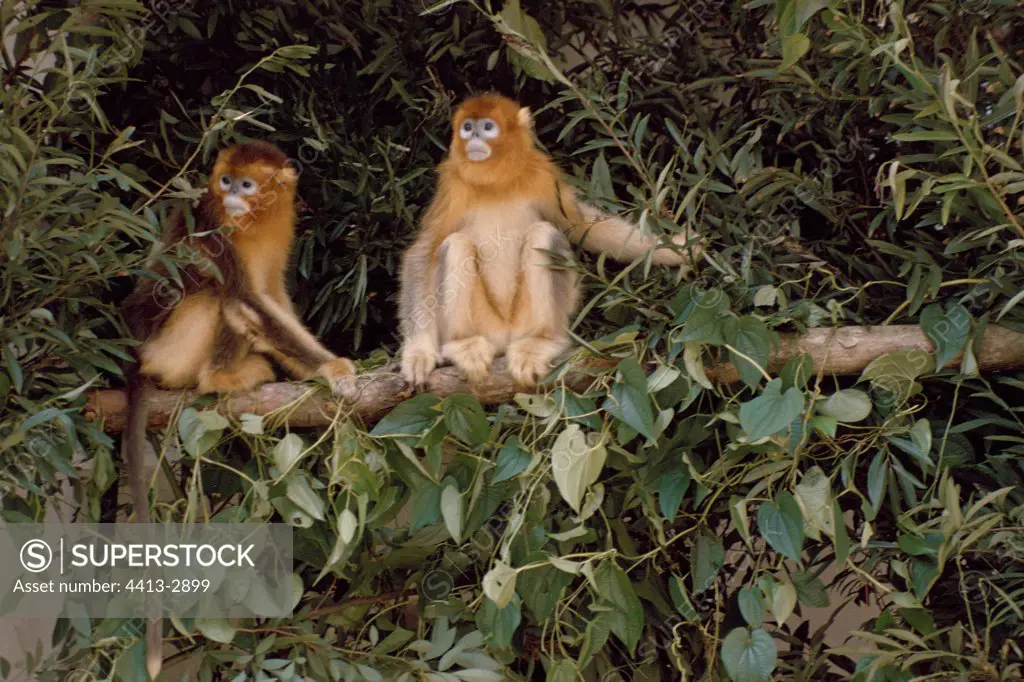 Golden Snub-nosed Monkeys China