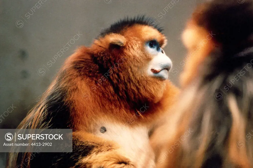 Golden Snub-nosed Monkey China