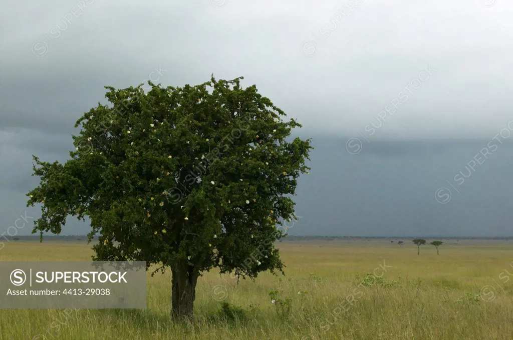 Thunderstorm over the Masai Mara Reserve Kenya
