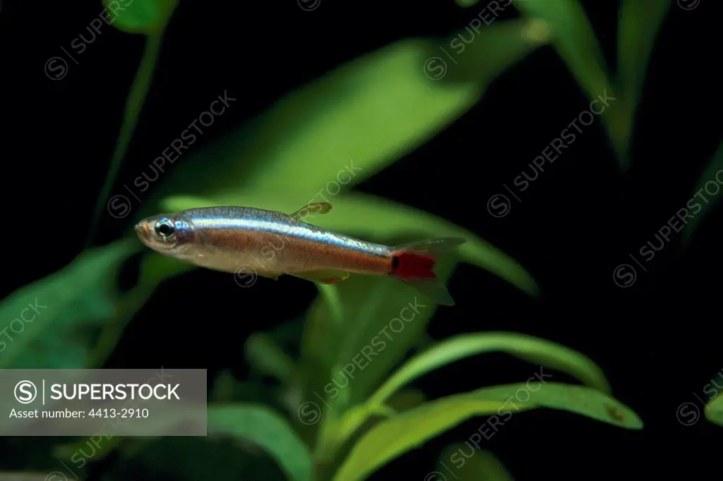 Cardinal Fish Asia