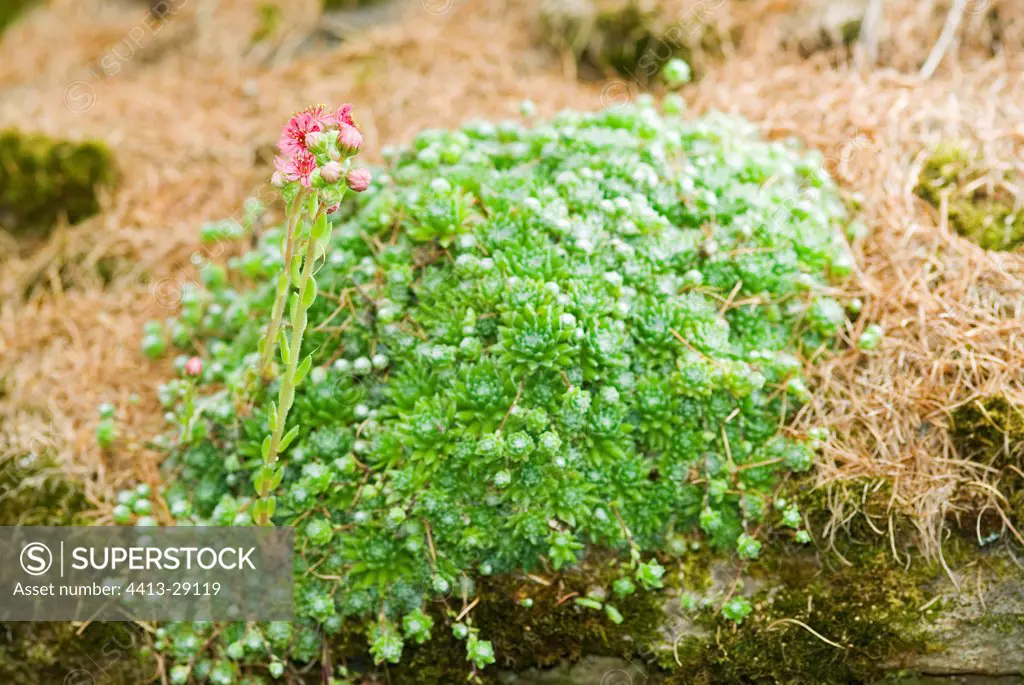 Common houseleek in bloom on a rock