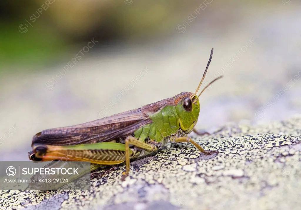 Locust on a rock