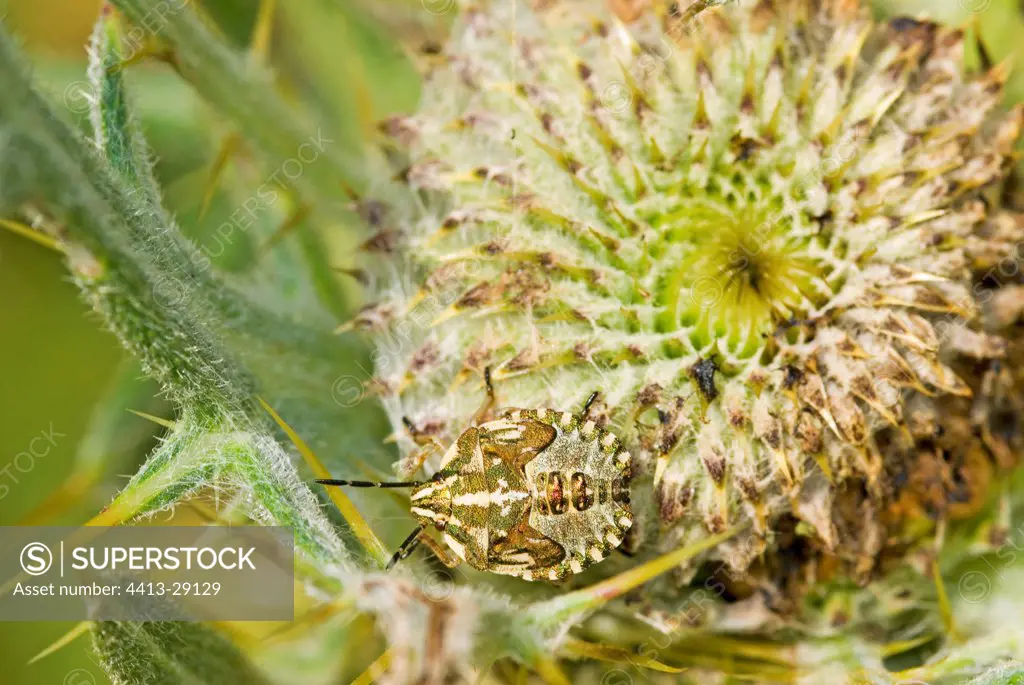 Mimicry of a bedbug on a flower