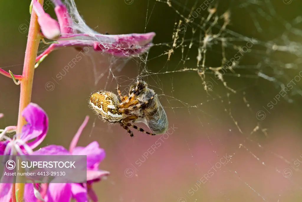 Weaver spider wraping up a bee