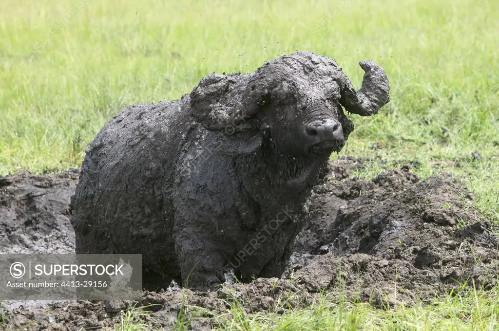 Cape buffalo in mud Masai Mara Kenya