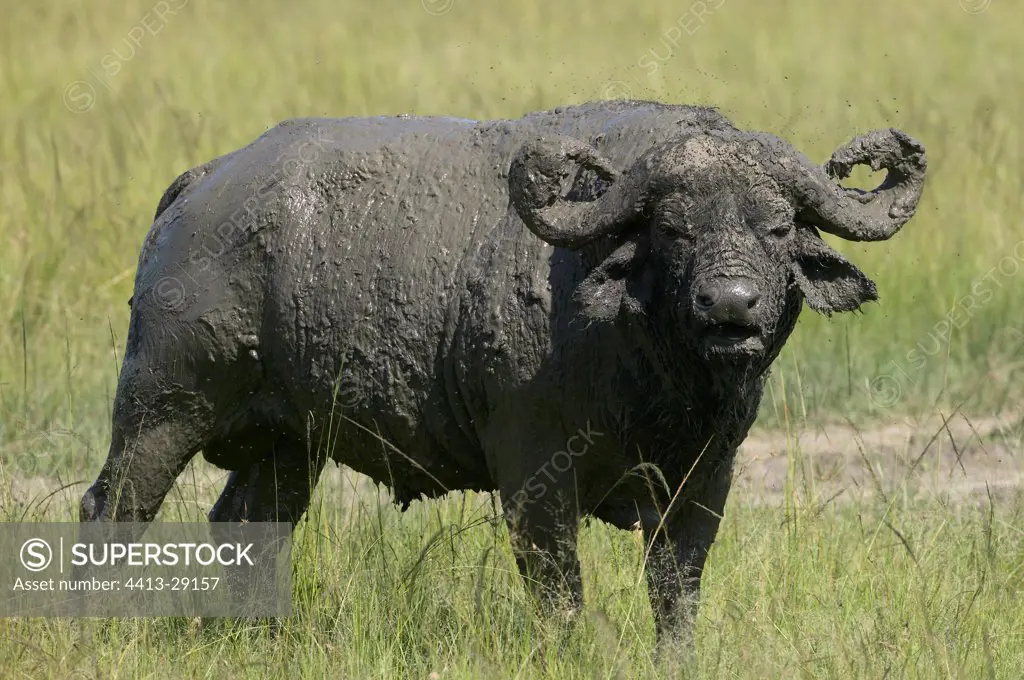 Cape buffalo covered with mud Nakuru Kenya