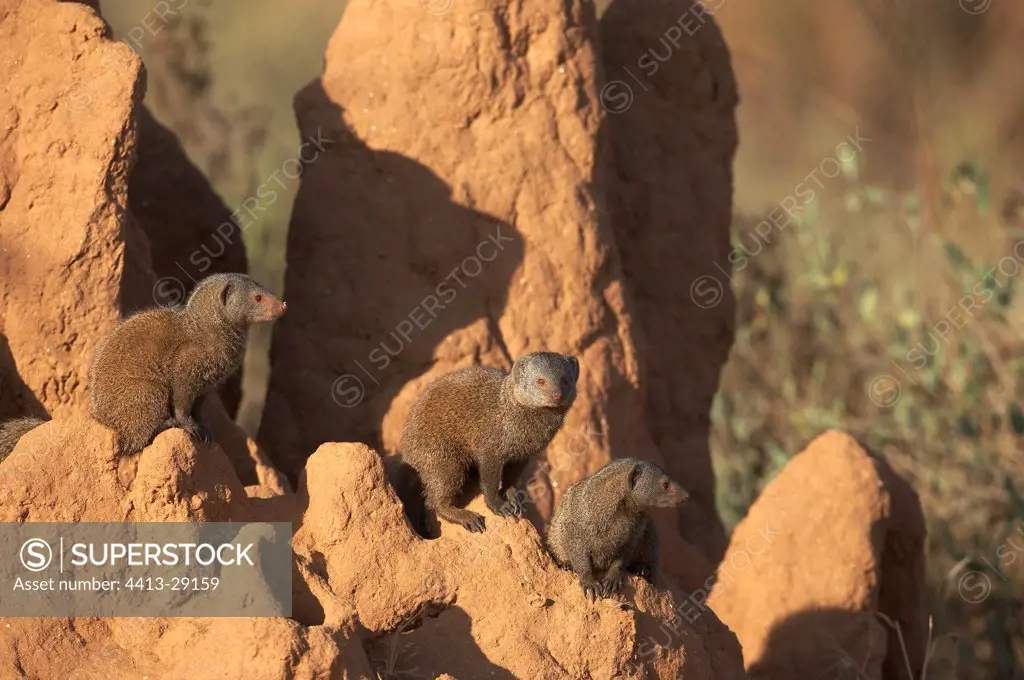 Dwarf mongooses on a termitary Masaï Mara Kenya