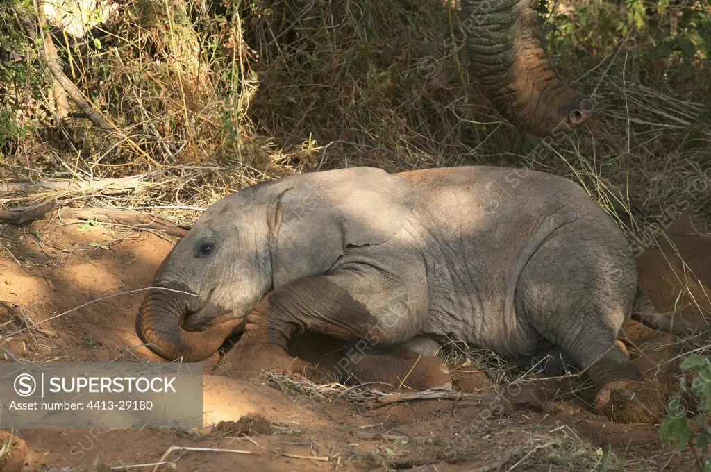 Young African Elephants lying on ground Samburu Kenya