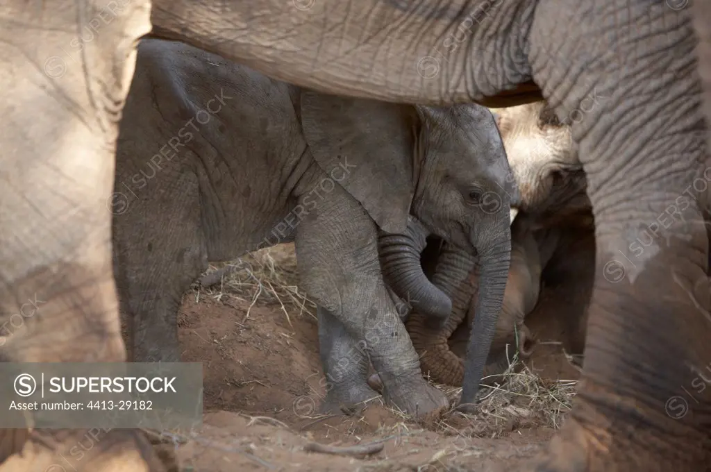 Young African Elephants on ground Samburu Kenya