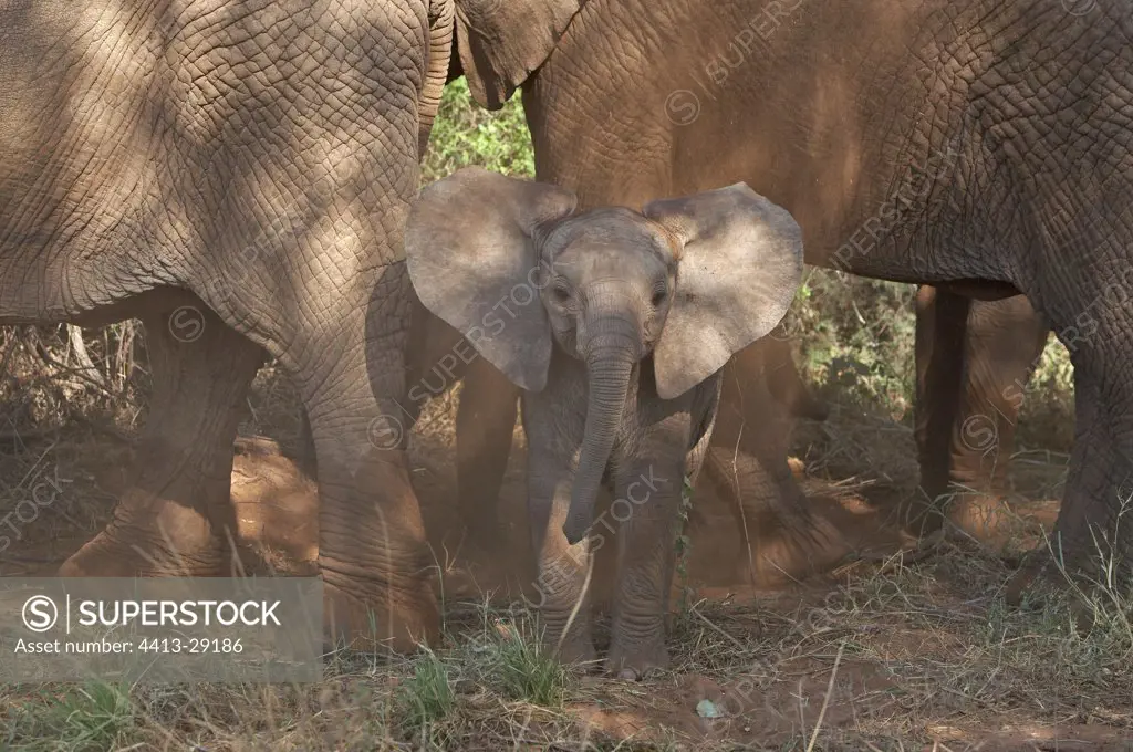 Young African Elephant threatening Samburu Kenya
