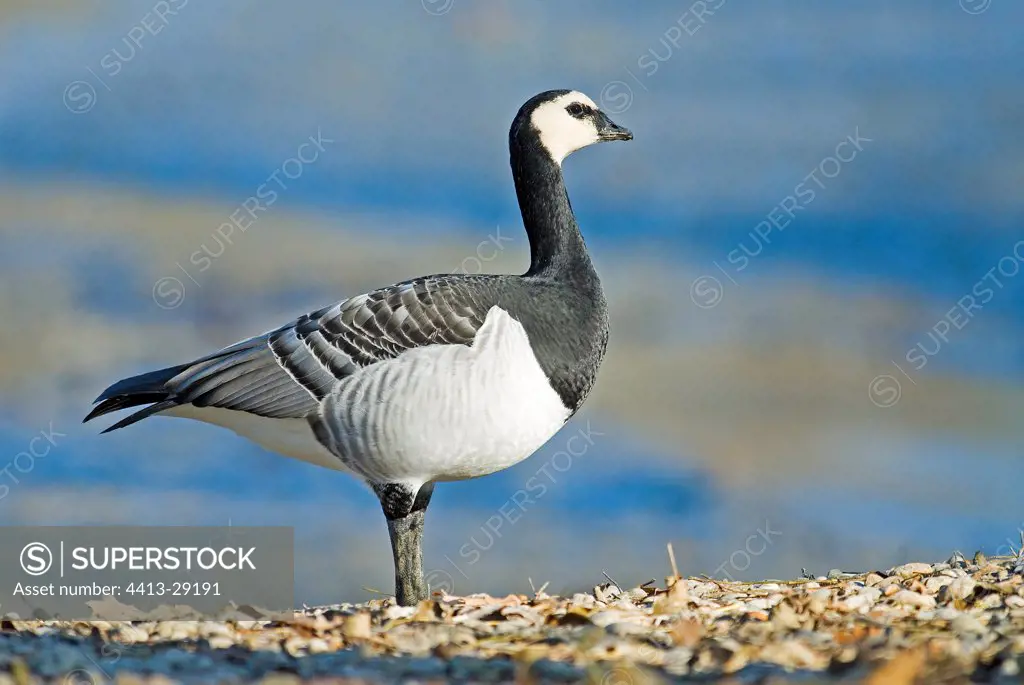 Barnacle goose on stones