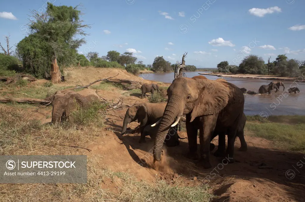 African Elephant taking a bath of dust Samburu Kenya