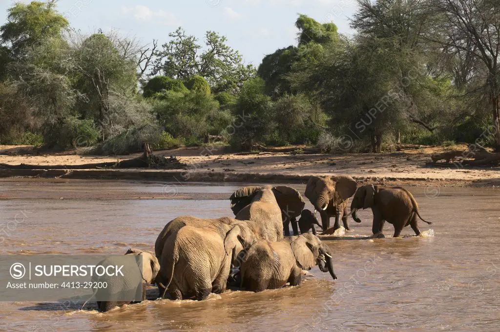 African Elephants crossing a river Samburu Kenya