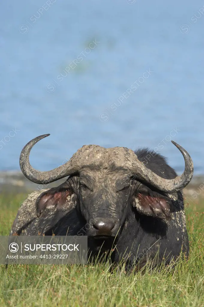 Cape buffalo sleeping Nakuru Kenya