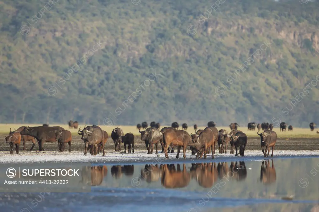 Cape buffalos near a watering place Nakuru Kenya