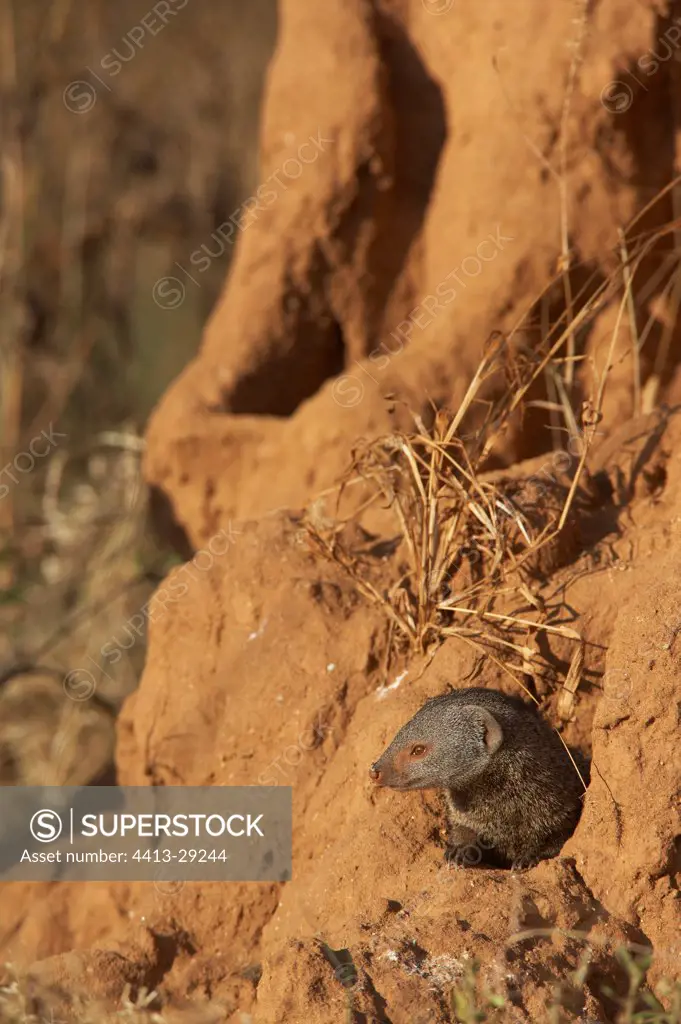 Dwarf mongoose on a termitary Masaï Mara Kenya
