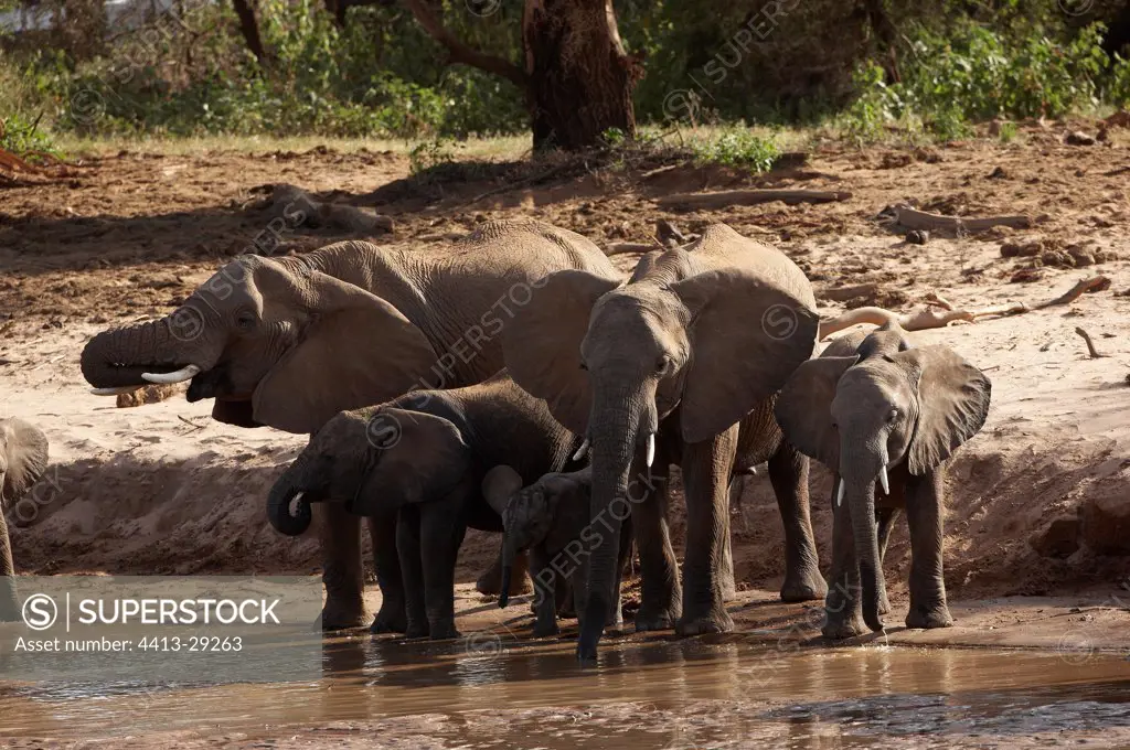 African Elephants dinking in a river Samburu Kenya