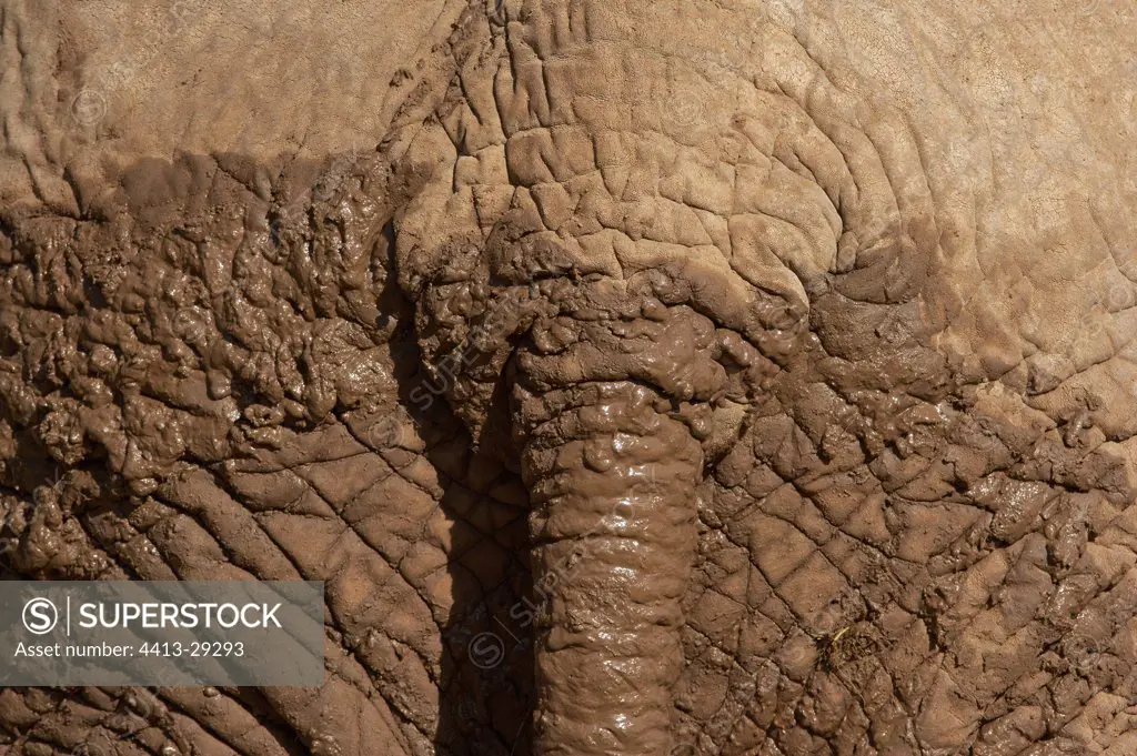 Tail African Elephant covered with mud Samburu Kenya
