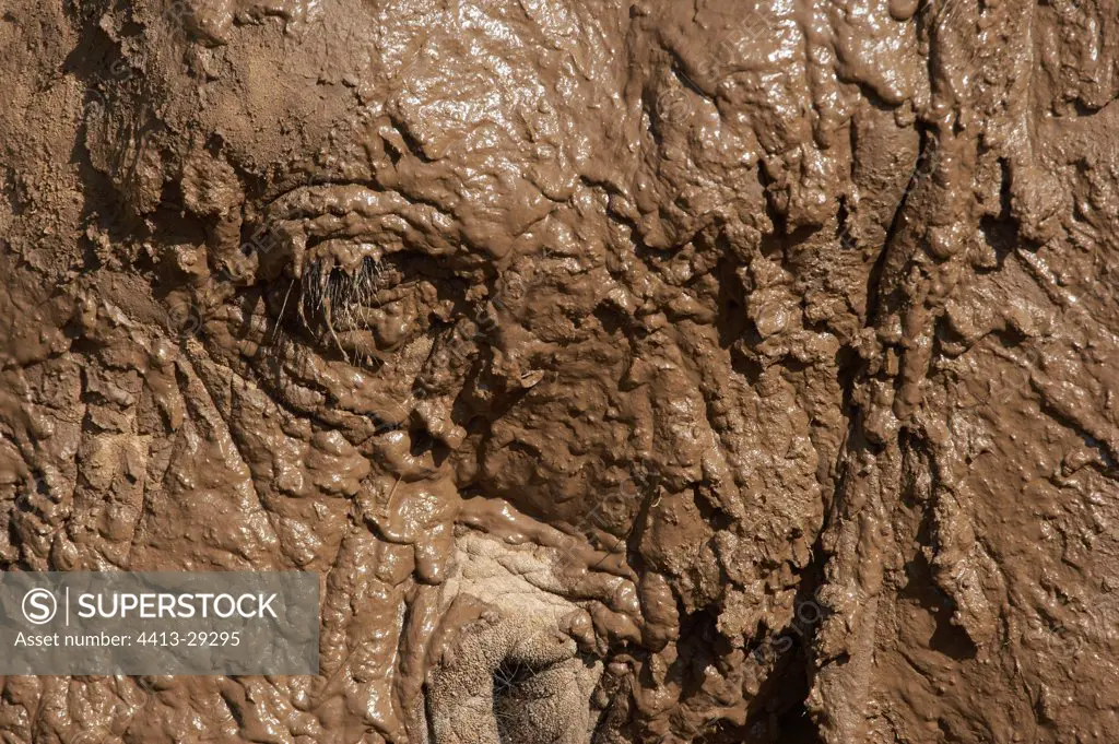 Eye African Elephant covered with mud Samburu Kenya