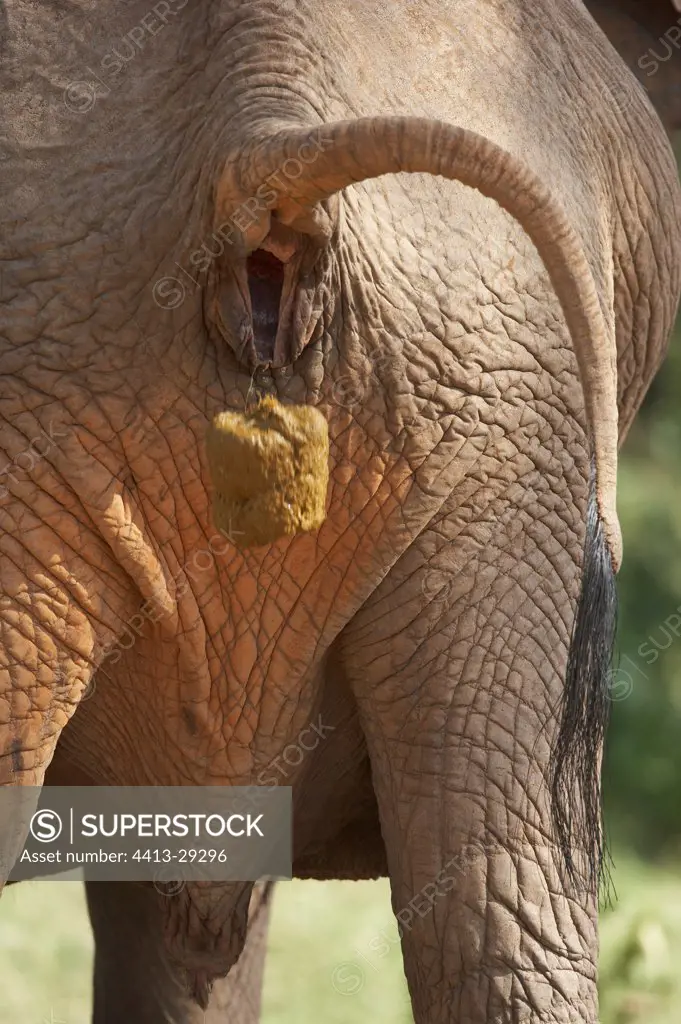African Elephant defecating Samburu Kenya