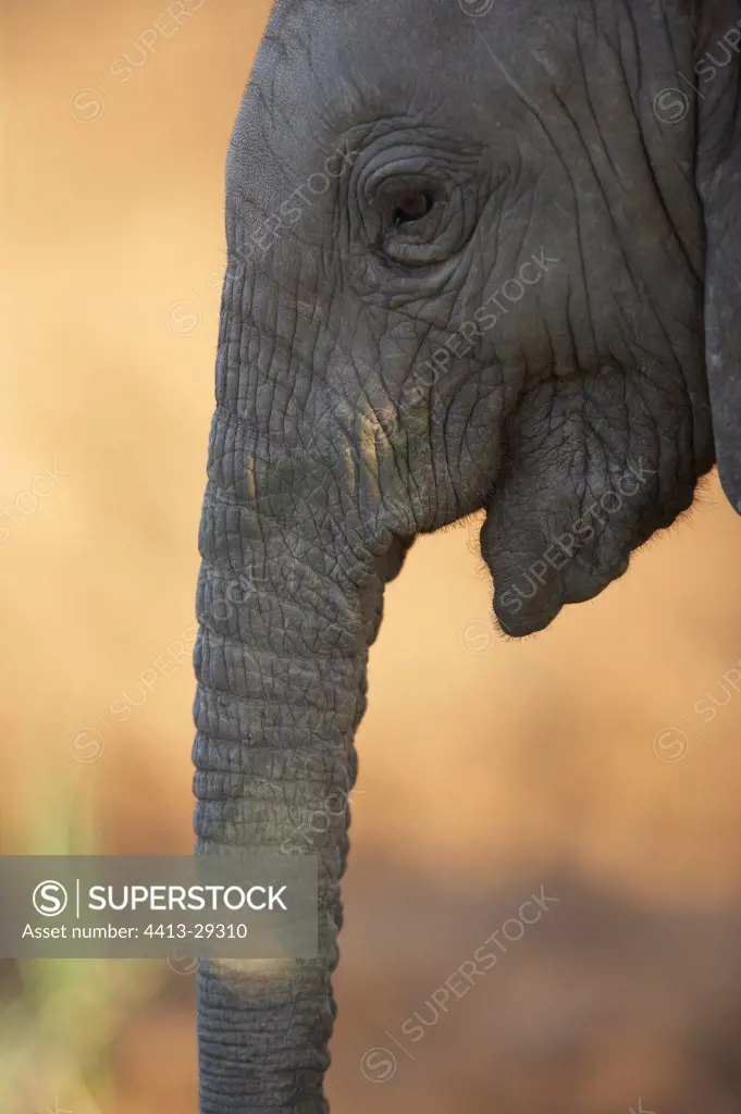 Portrait of African Elephant calf Samburu Kenya