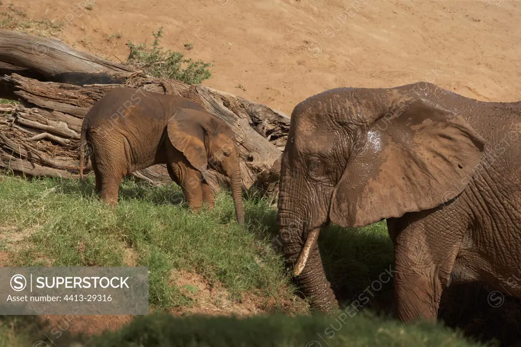 African Elephant and calf on river bank Samburu Kenya