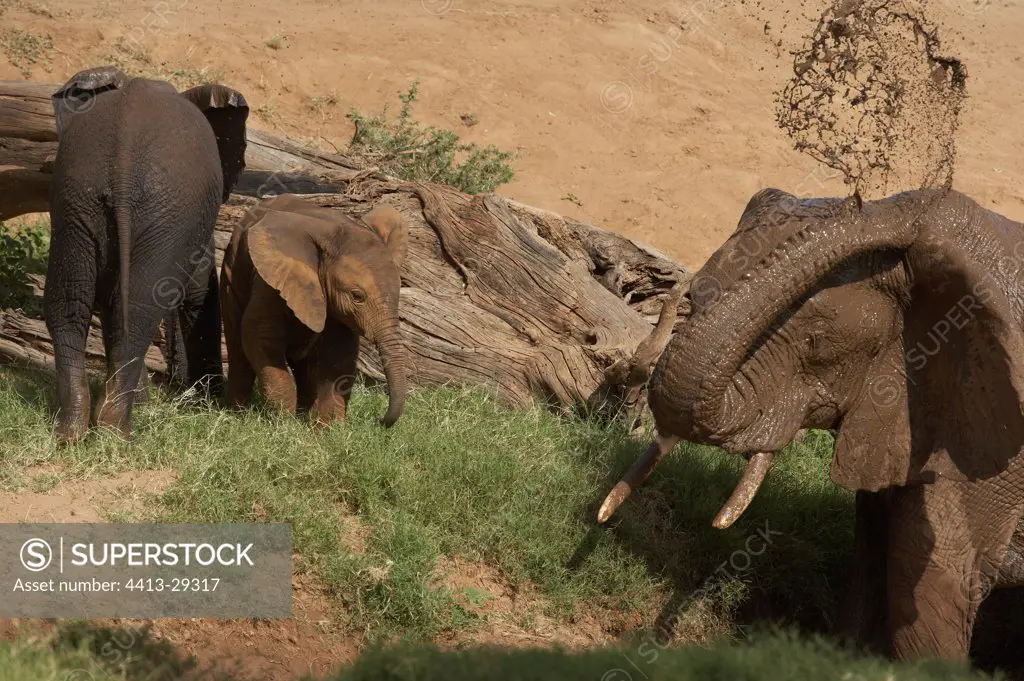 African Elephant taking a bath in mud Samburu Kenya