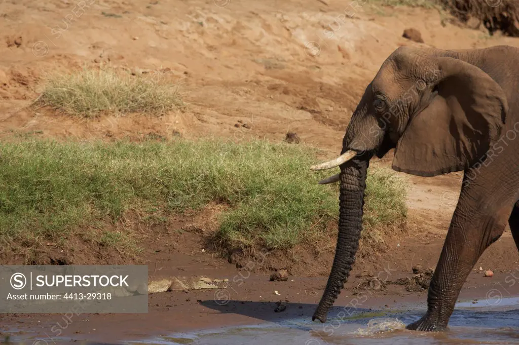 African Elephant taking a bath in mud and Crocodile Samburu