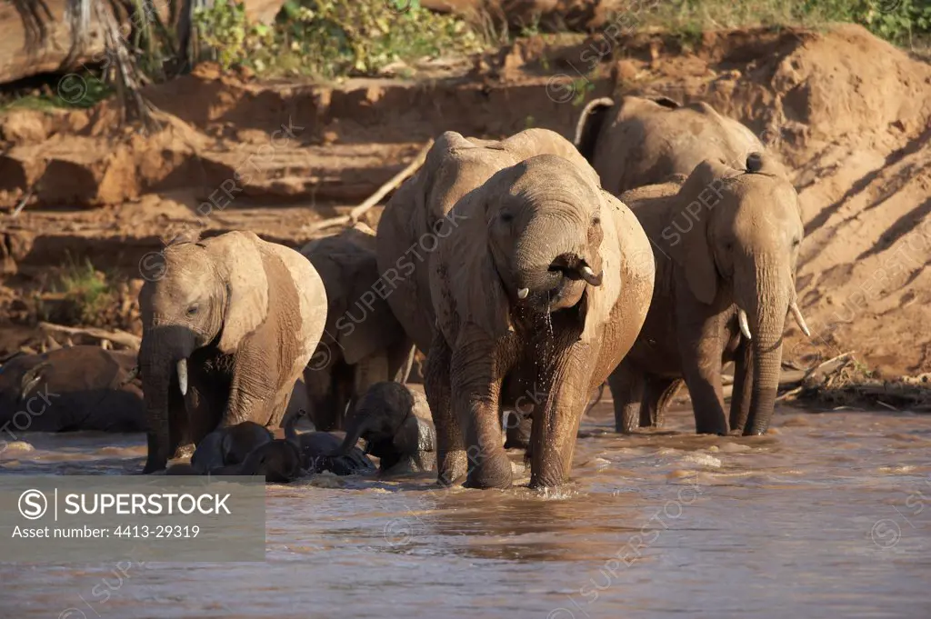 African Elephants walking in a river Samburu Kenya