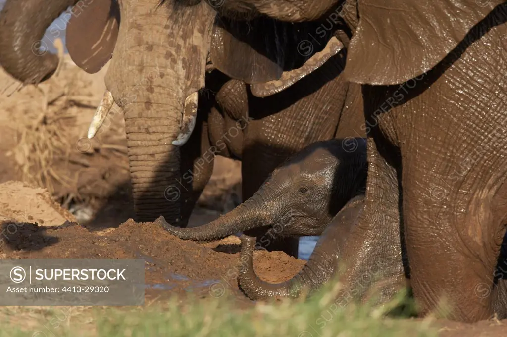 African Elephants taking a bath in mud Samburu Kenya