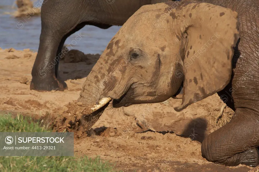 African Elephant taking a bath in dust Samburu Kenya