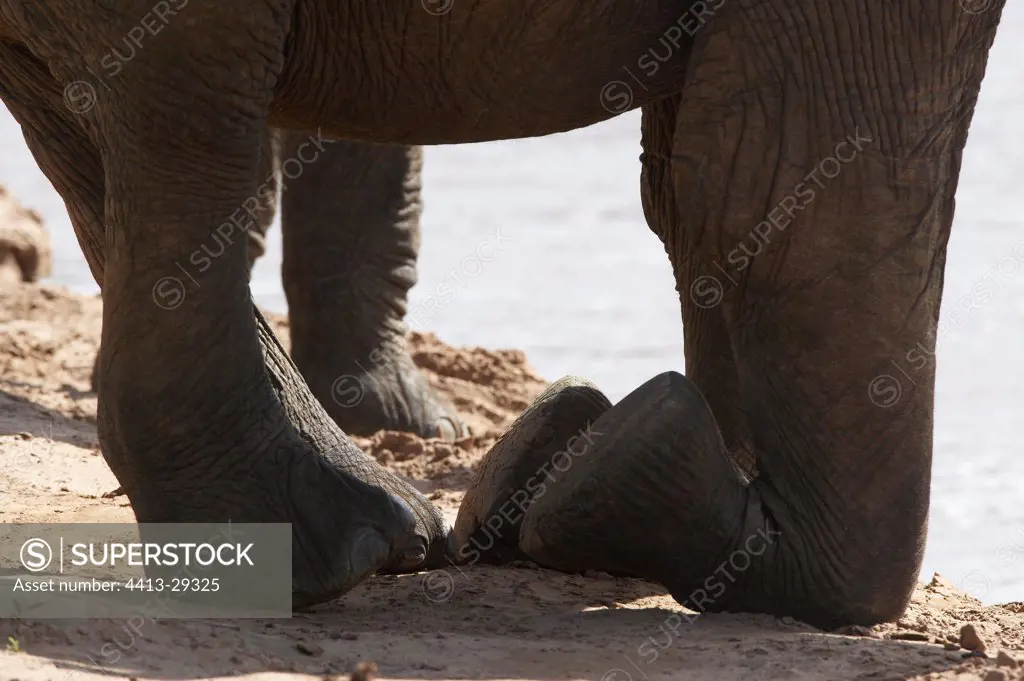 African Elephant kneeling on the river bank Samburu Kenya