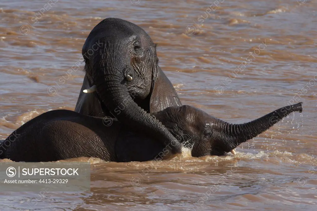 African Elephants playing in a river Samburu Kenya