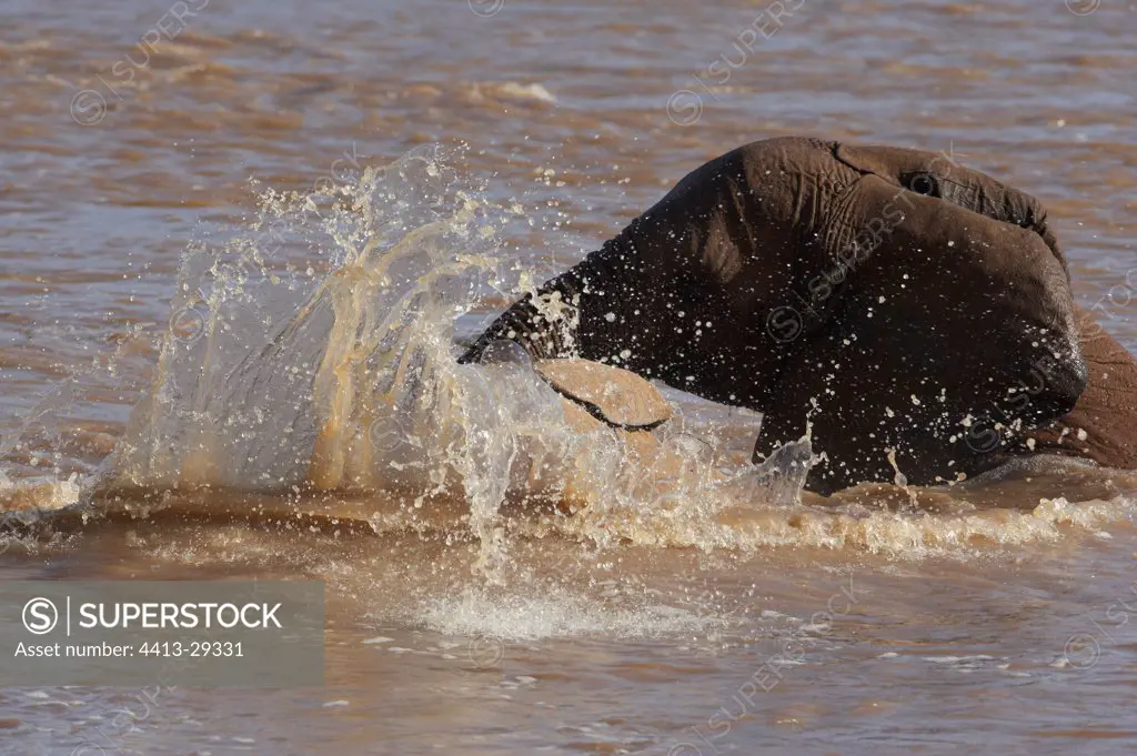 African Elephant calf playing in a river Samburu Kenya