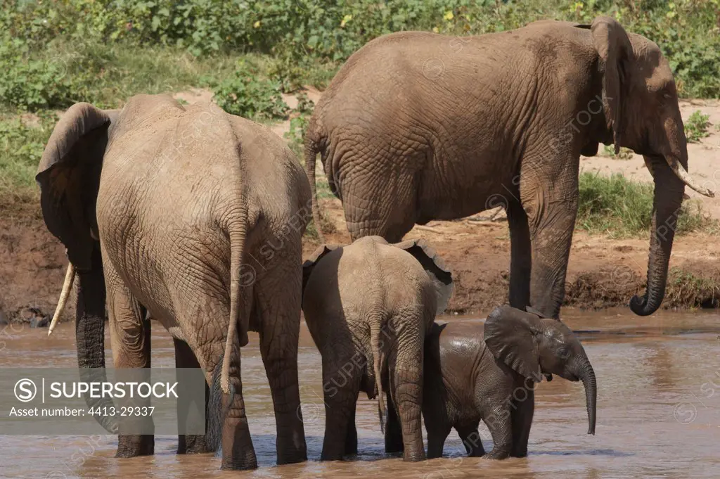 African Elephants drinking in a river Samburu Kenya