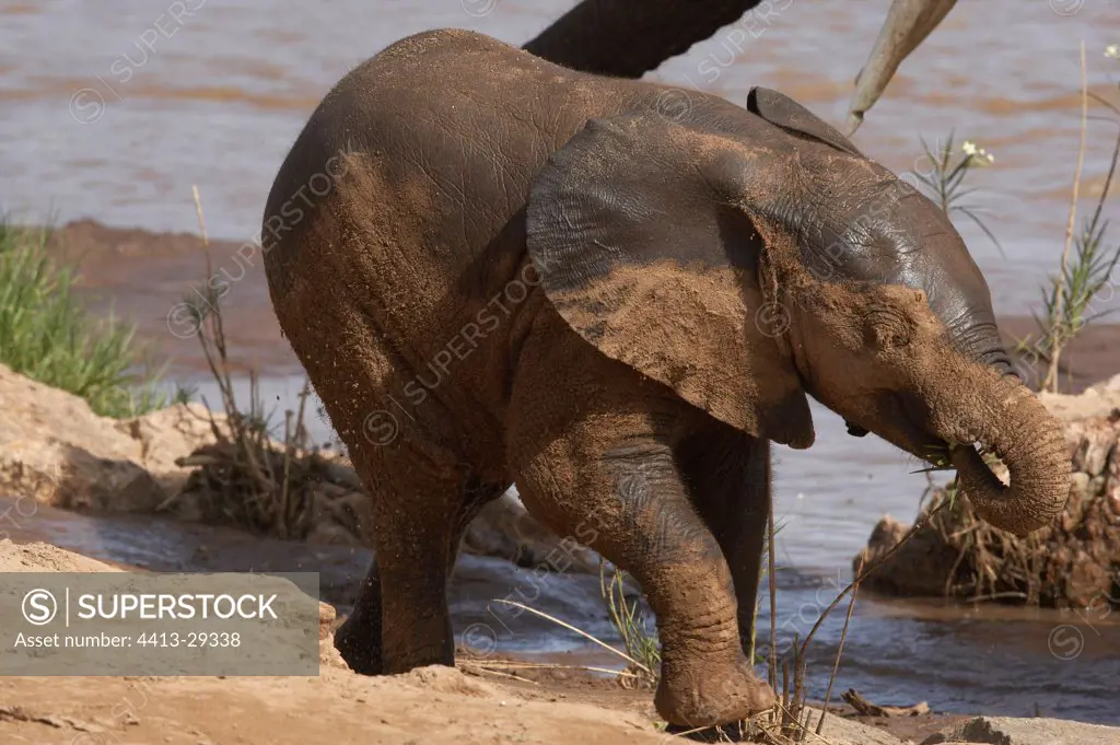 African elephant calf in river bank Samburu Kenya