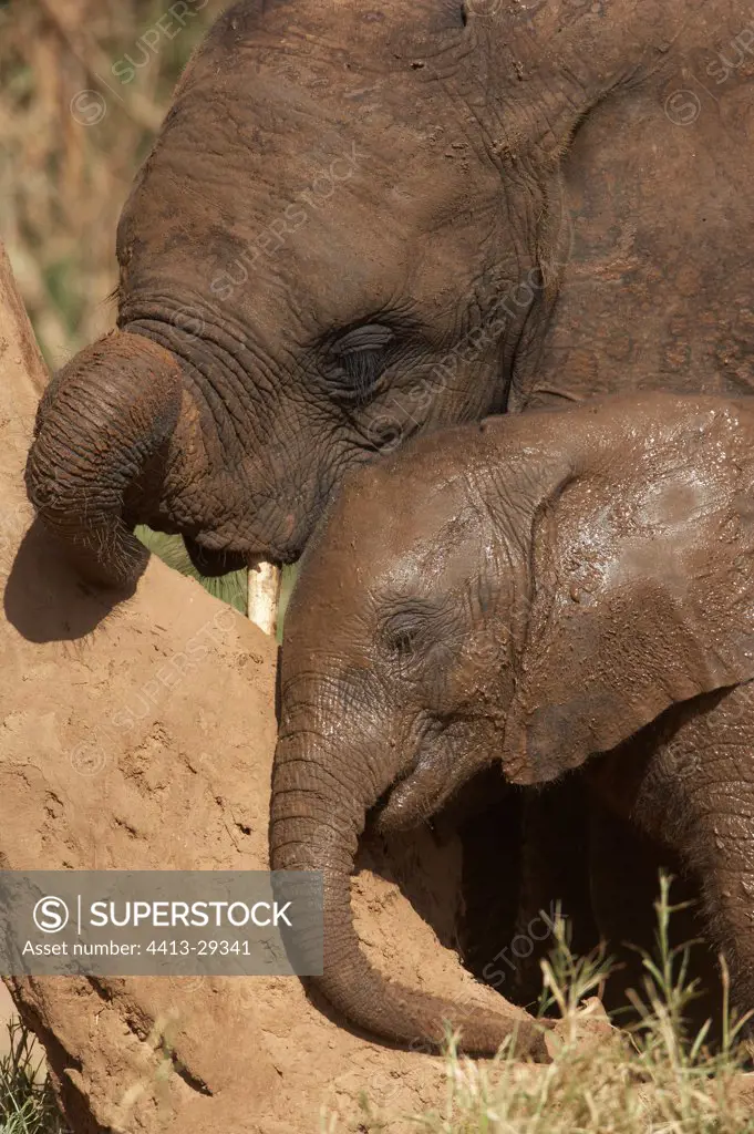 African Elephants rubbing a trunk Samburu Kenya