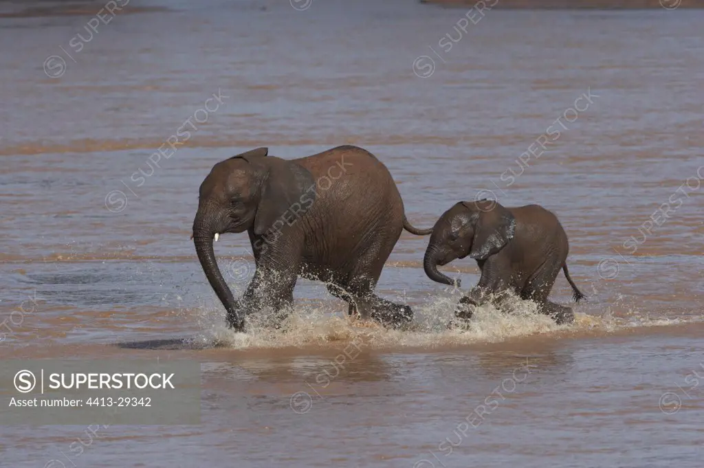African Elephants calves running in a river Samburu Kenya