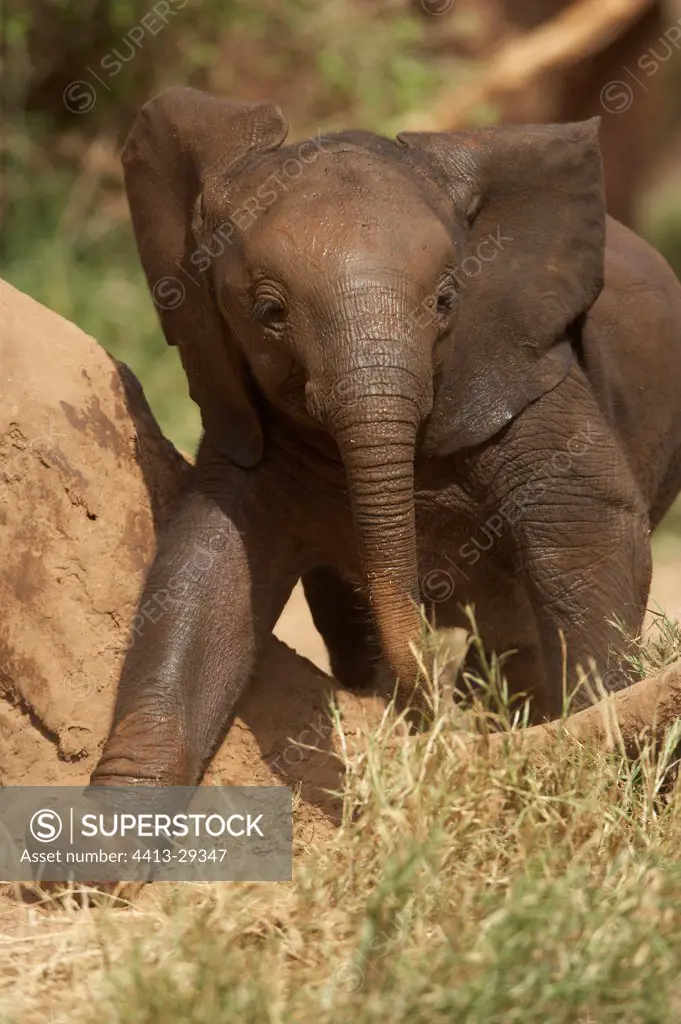 African Elephant calf Samburu Kenya