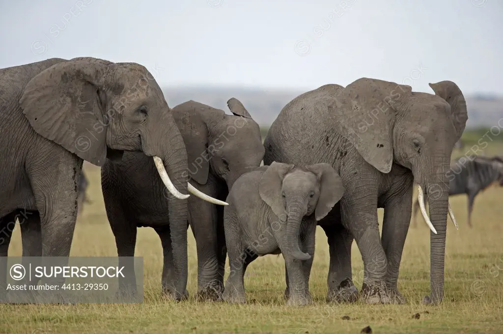 African Elephants in savanna Amboseli Kenya