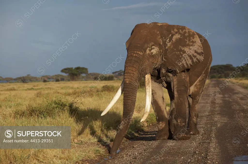 African Elephant walking on a track Amboseli Kenya