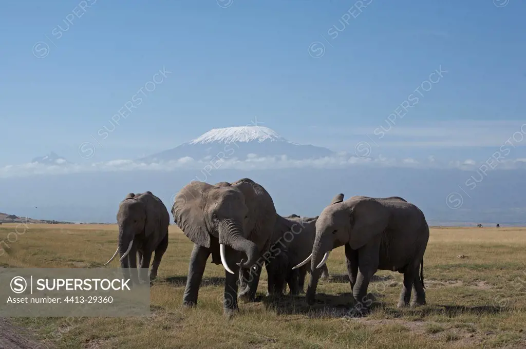 African Elephants and Kilimanjaro Amboseli Kenya