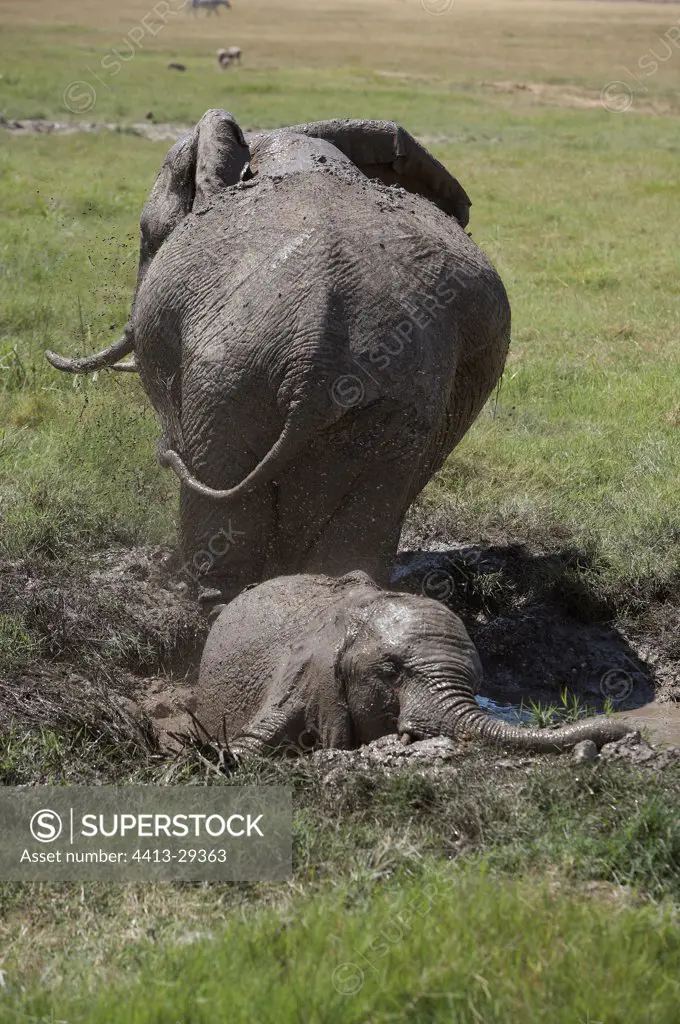 African Elephants taking a bath in mud Amboseli Kenya