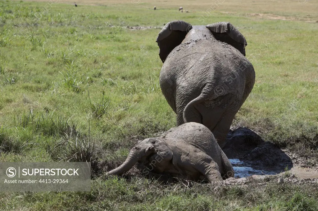 African Elephants taking a bath in mud Amboseli Kenya